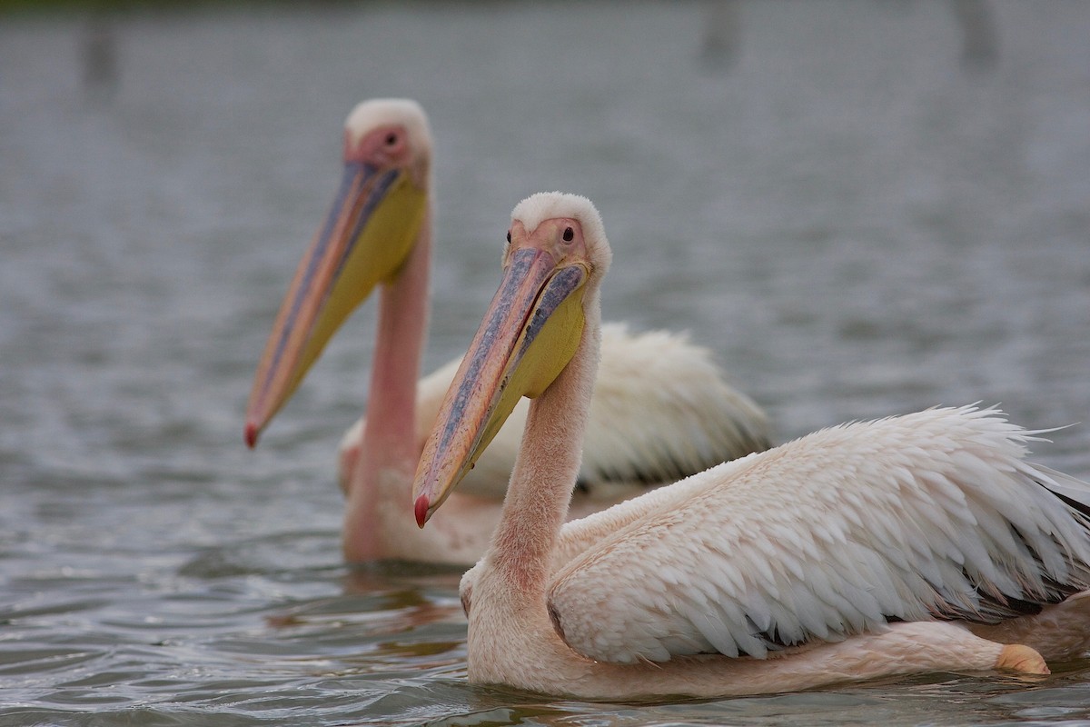 Great White Pelican - Peter Lewis
