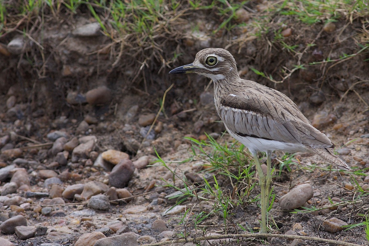 Water Thick-knee - Peter Lewis