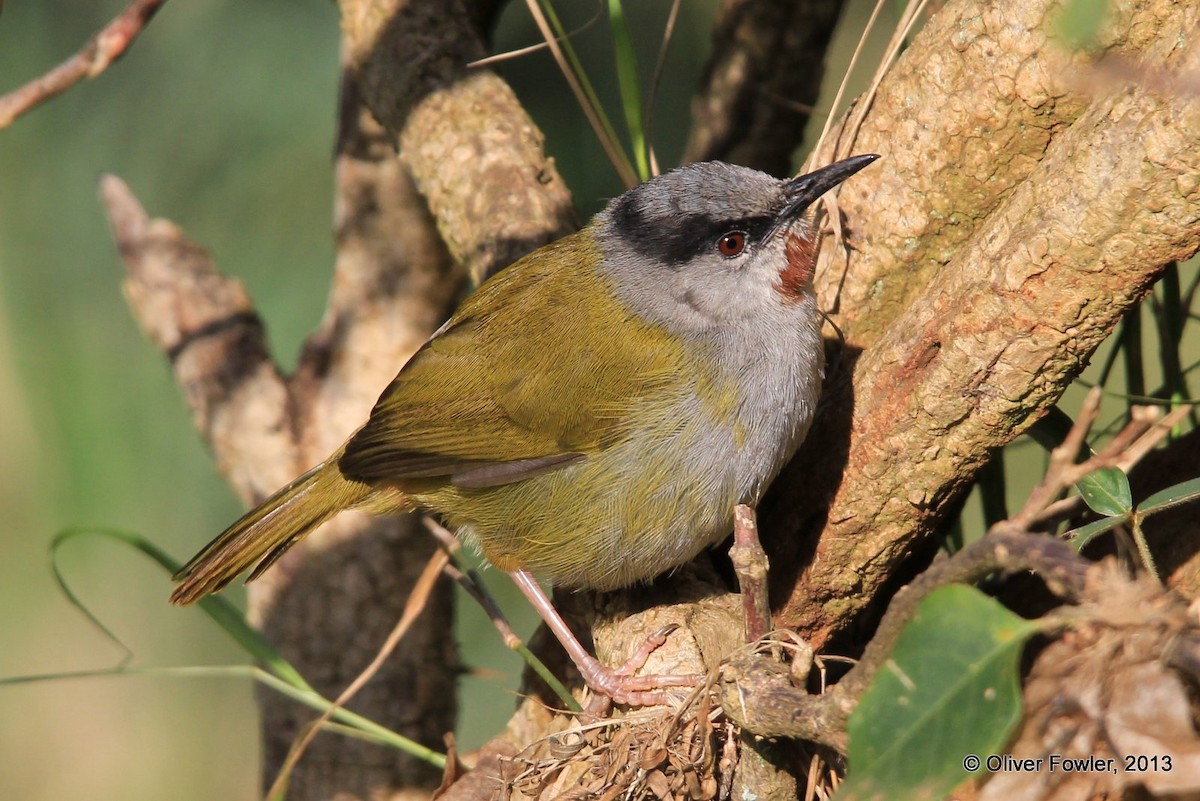 Gray-capped Warbler - ML204517391