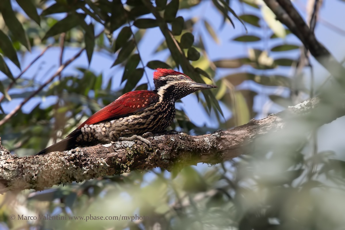 Red-backed Flameback - Marco Valentini
