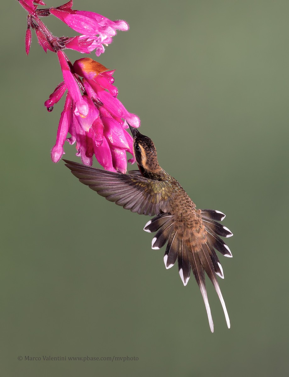 kolibřík šupinkohrdlý - ML204517591
