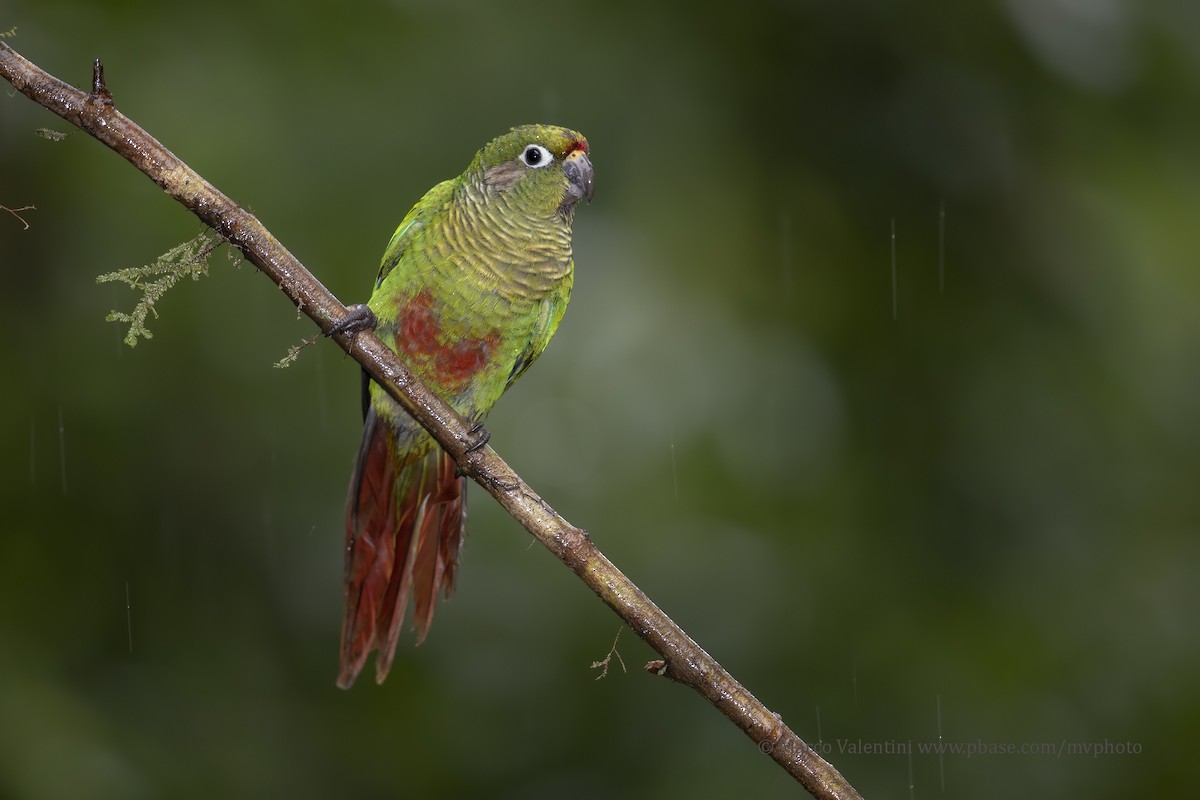 Maroon-bellied Parakeet (Maroon-tailed) - Marco Valentini