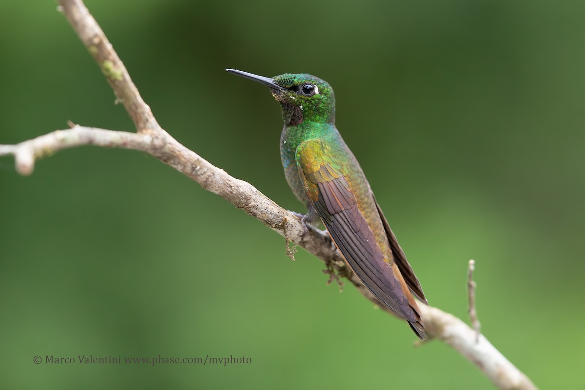 kolibřík brazilský - ML204517621