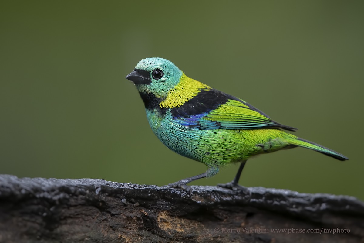 Green-headed Tanager - Marco Valentini