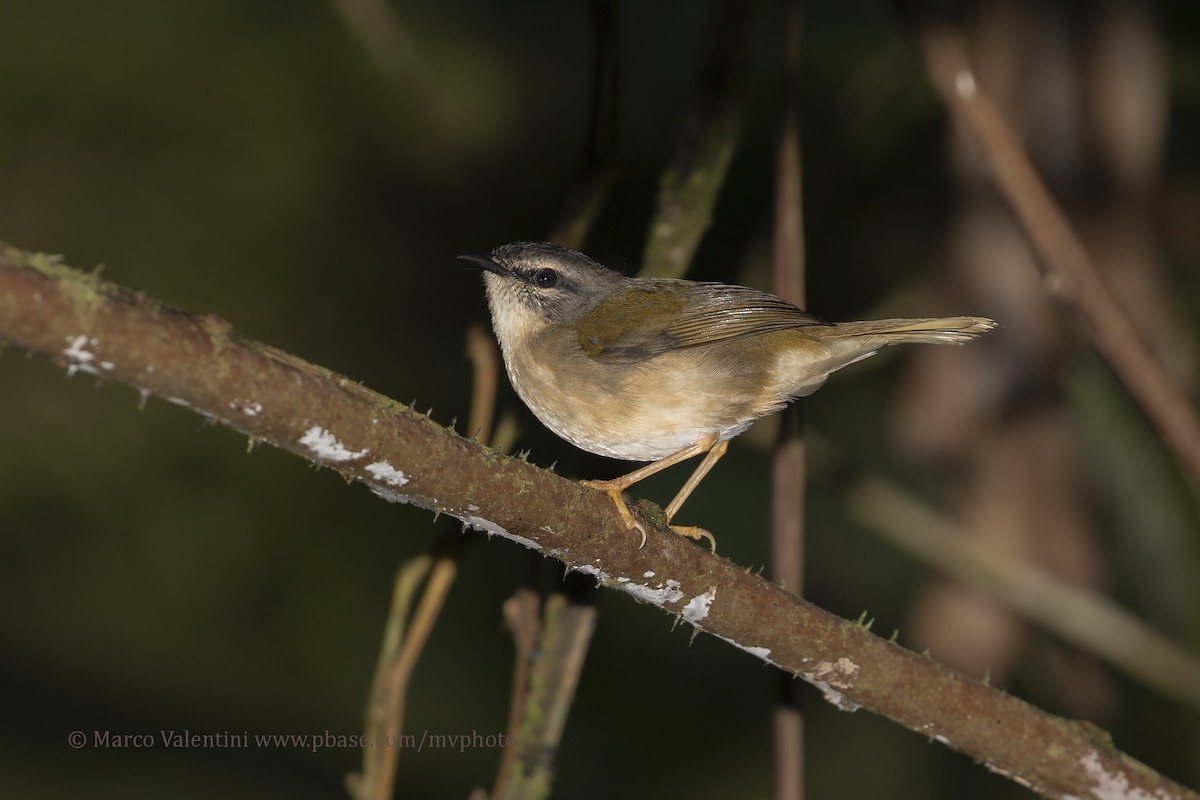 White-browed Warbler - Marco Valentini