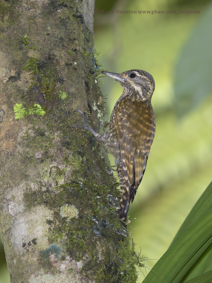 White-spotted Woodpecker - Marco Valentini