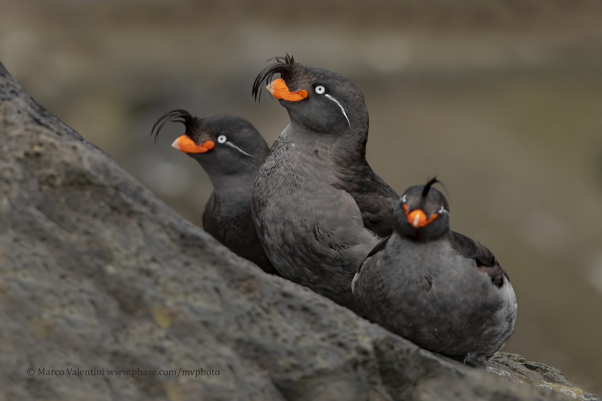 Crested Auklet - ML204517931