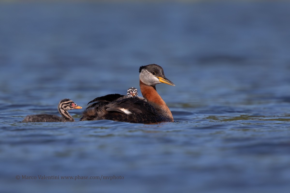 Red-necked Grebe - ML204517951