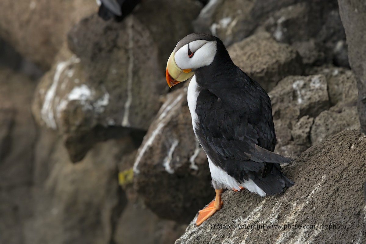 Horned Puffin - ML204518031