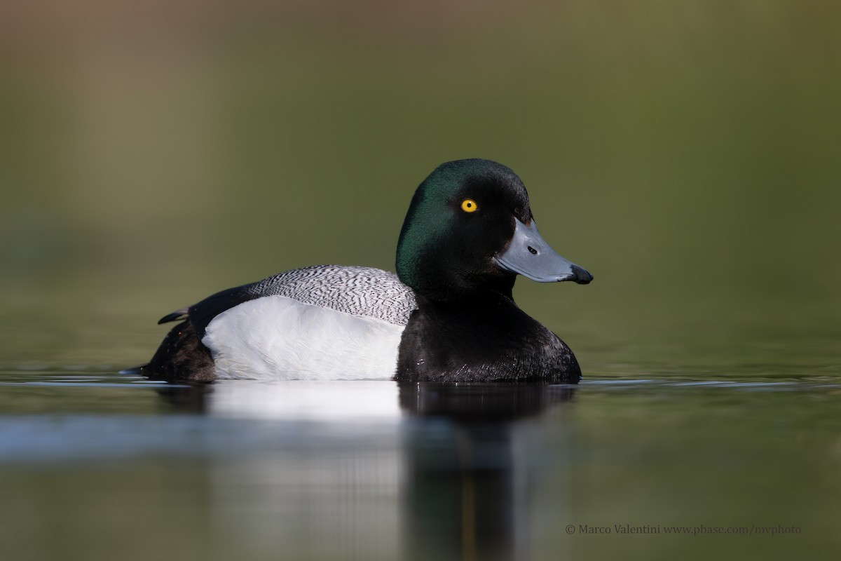 Greater Scaup - ML204518061