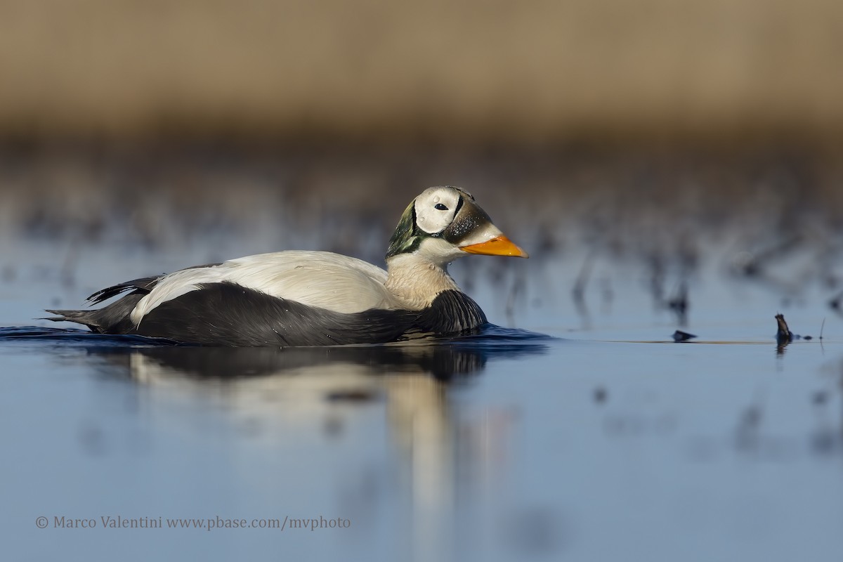 Spectacled Eider - Marco Valentini