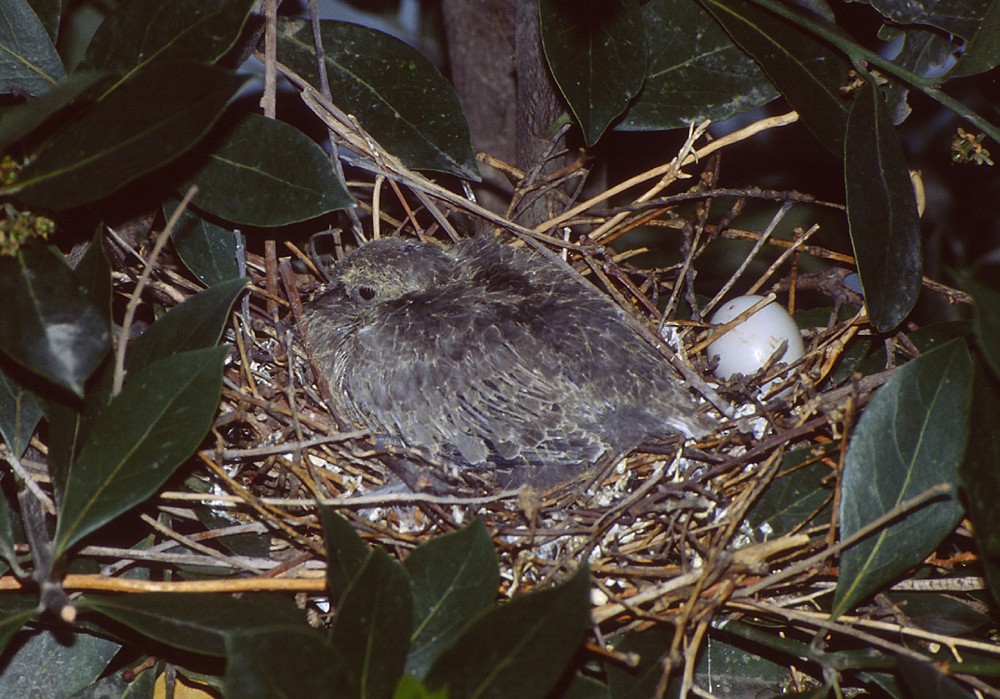 Eurasian Collared-Dove - Theodosis Mamais
