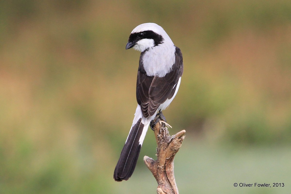 Gray-backed Fiscal - Oliver Fowler
