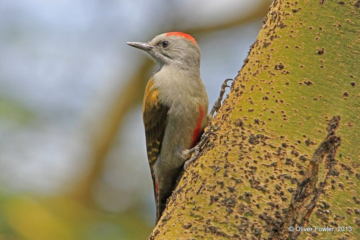Mountain Gray Woodpecker - Oliver Fowler