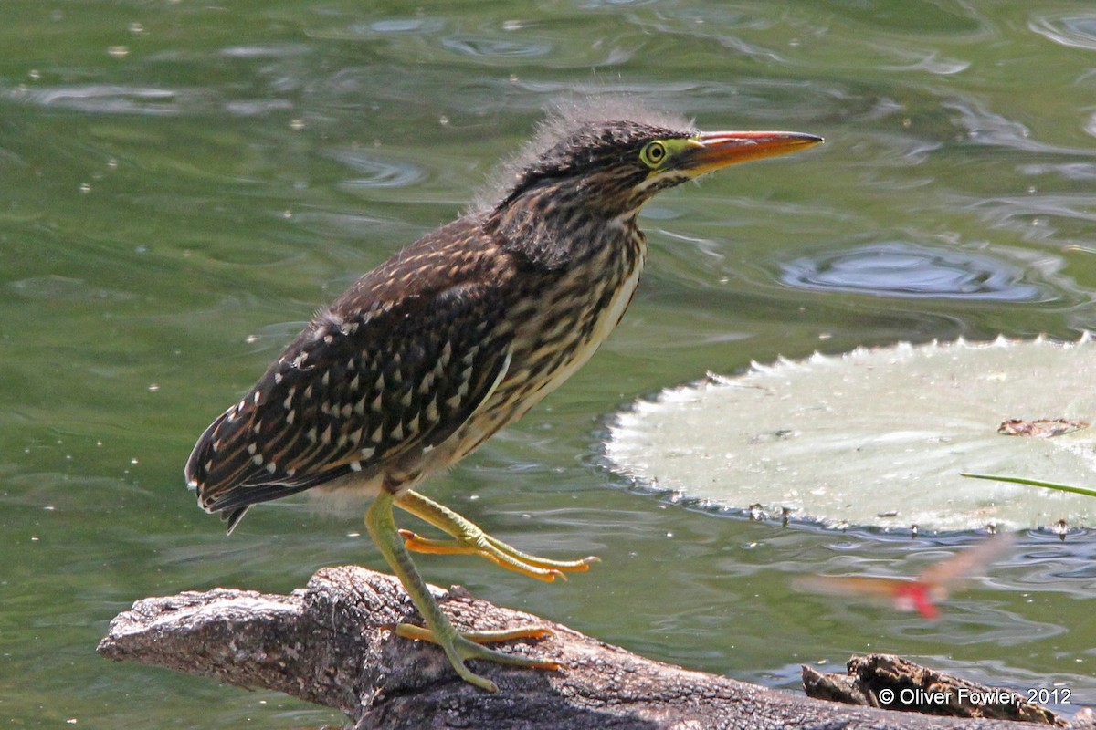 Striated Heron (Old World) - Oliver Fowler