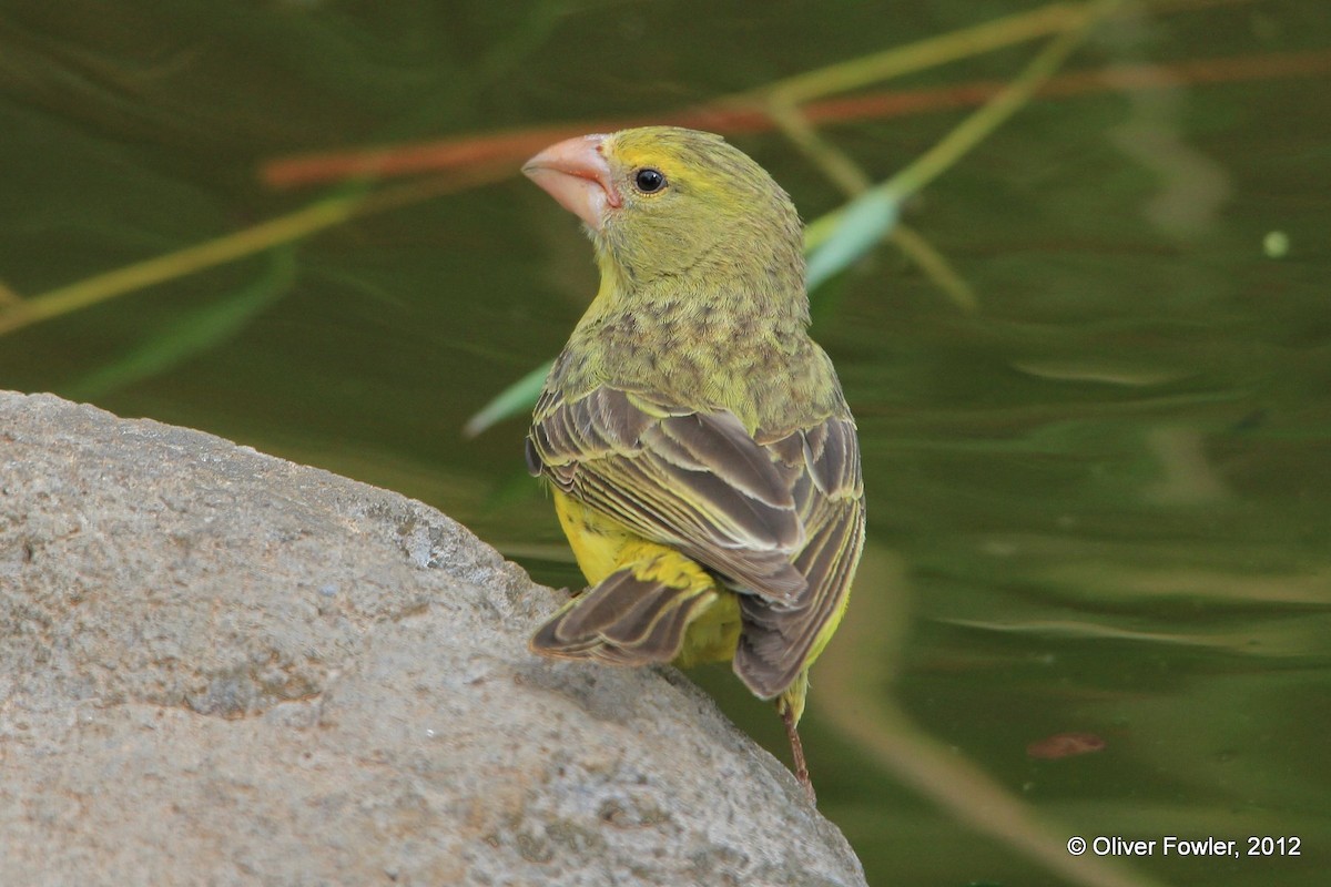 Southern Grosbeak-Canary - Oliver Fowler