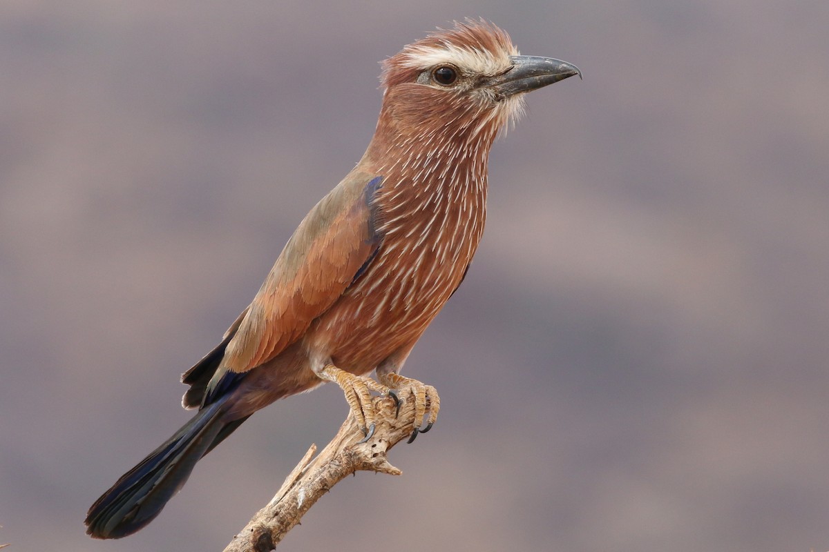 Rufous-crowned Roller - Oliver Fowler