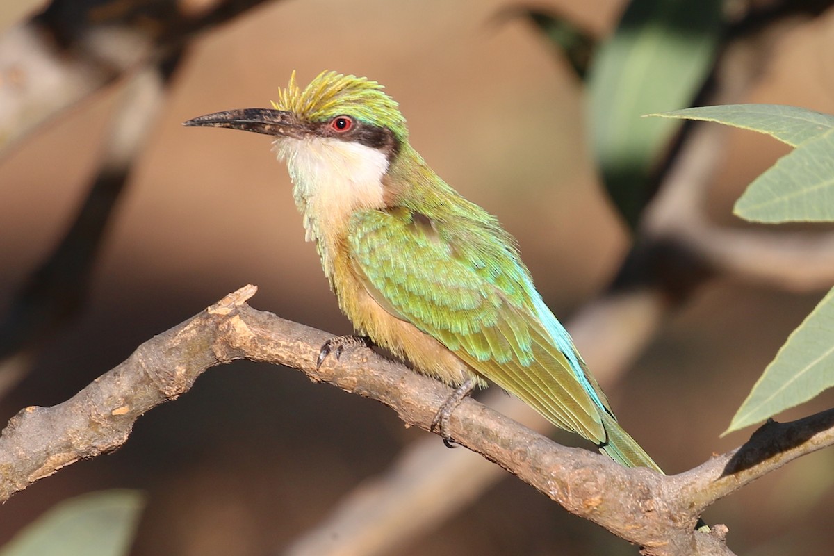Somali Bee-eater - ML204519551