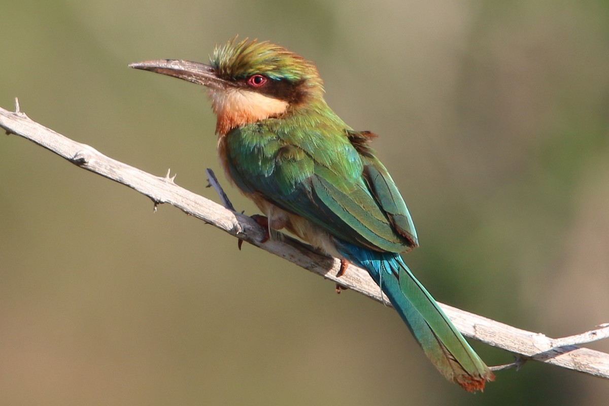 Somali Bee-eater - Oliver Fowler