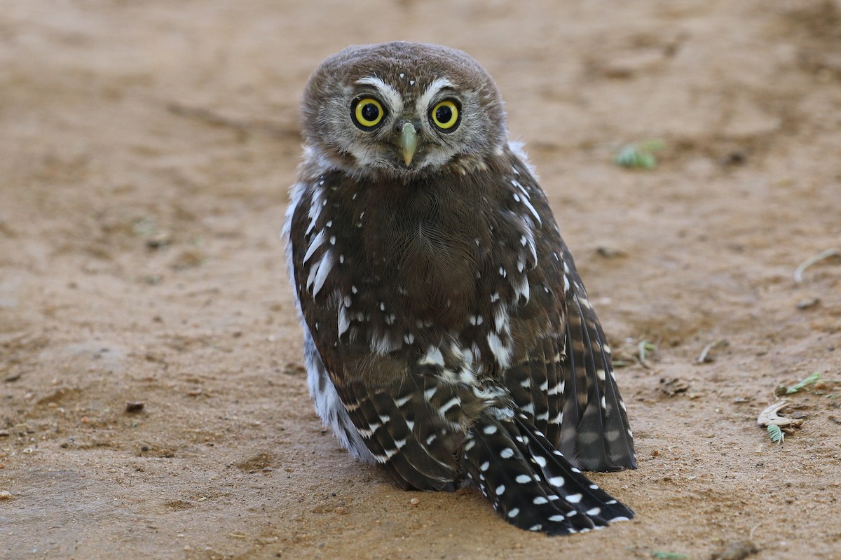 Pearl-spotted Owlet - Oliver Fowler
