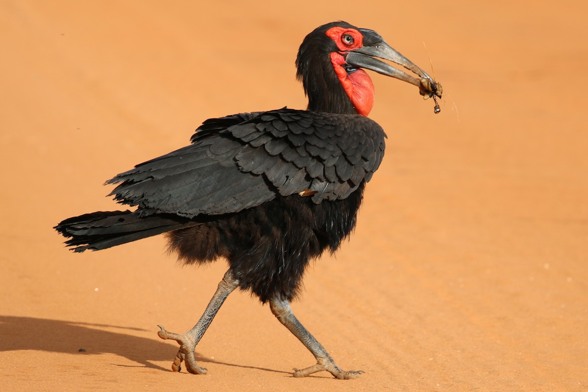 Southern Ground-Hornbill - Oliver Fowler