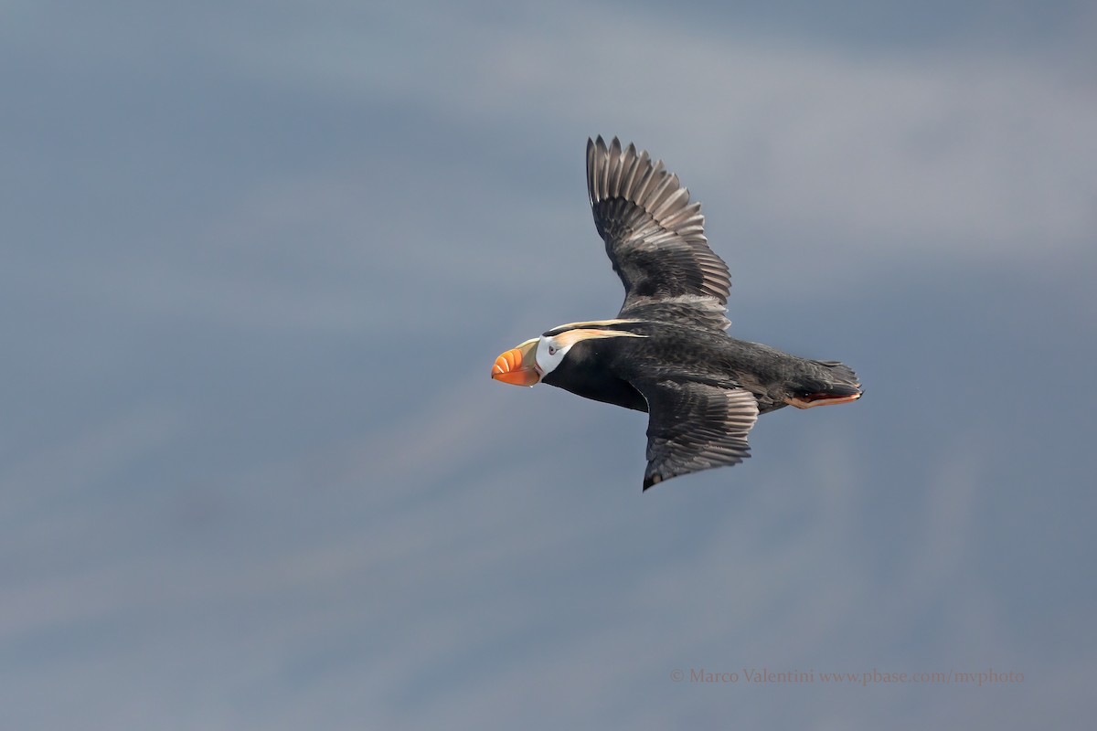 Tufted Puffin - Marco Valentini