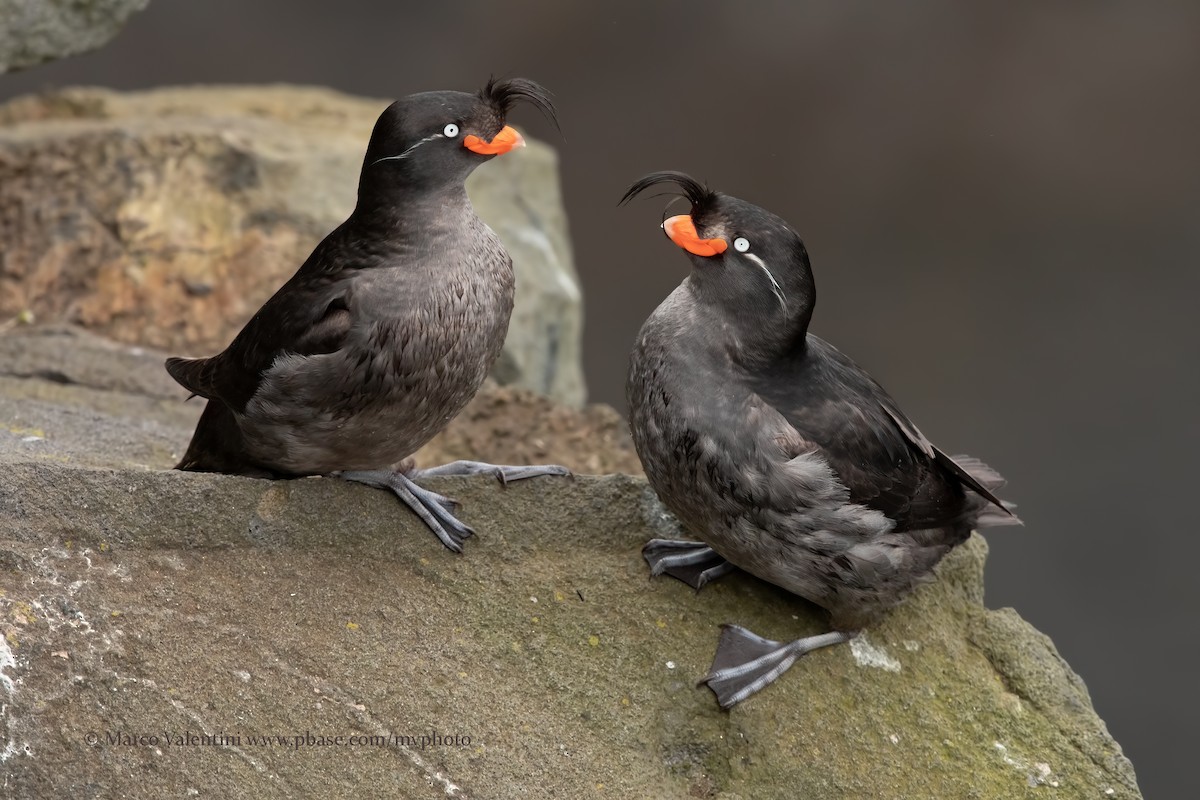 Crested Auklet - Marco Valentini