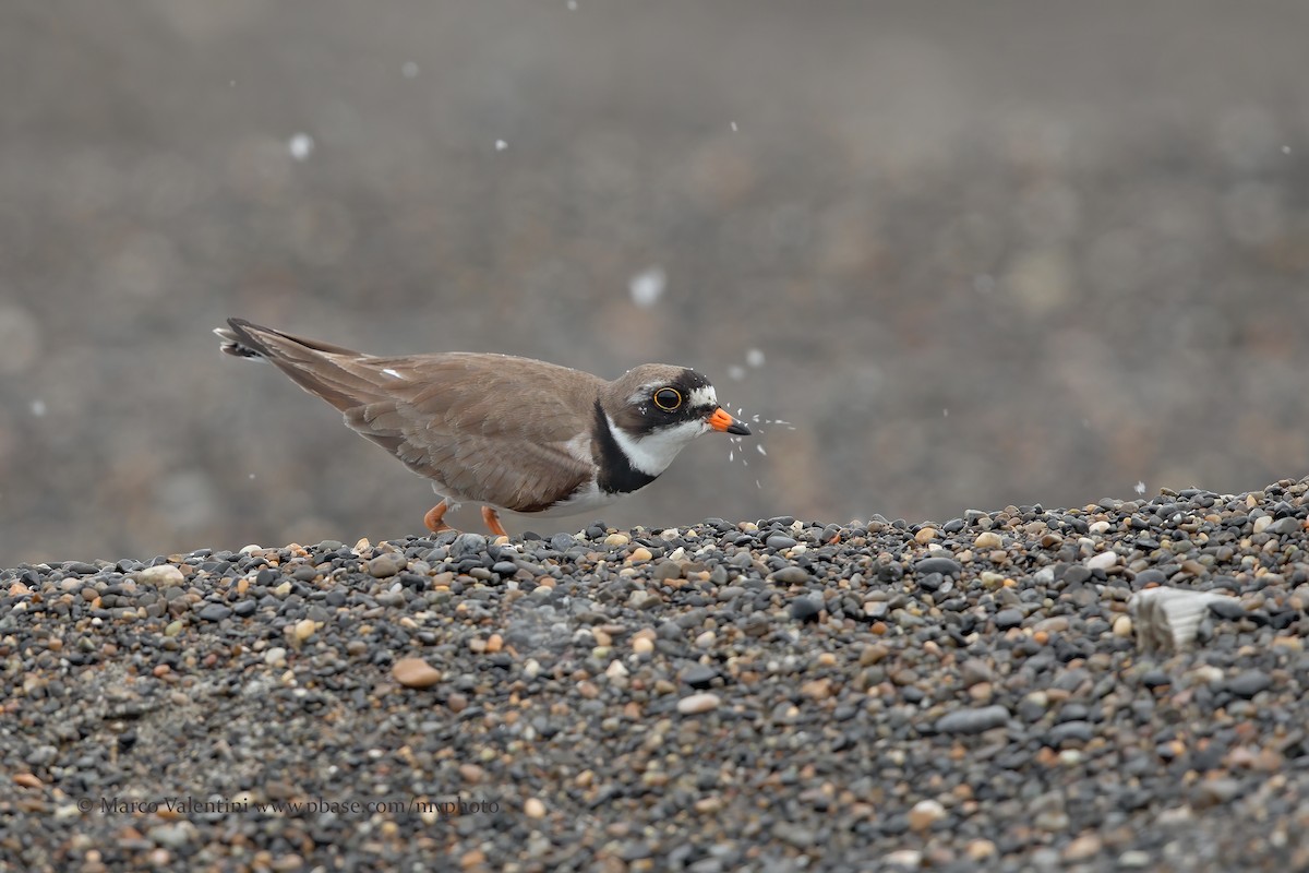 Semipalmated Plover - ML204519731