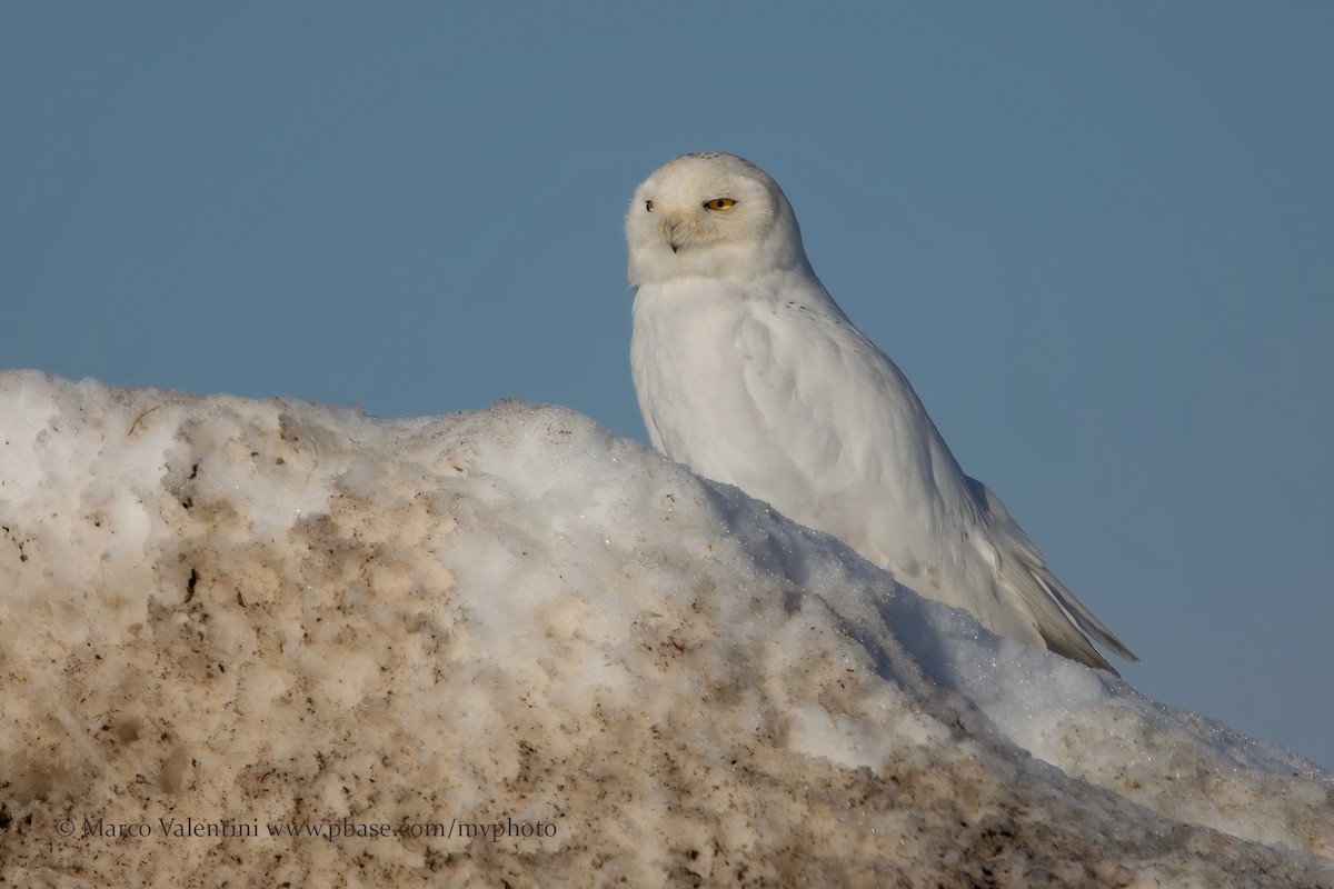 Snowy Owl - ML204519851