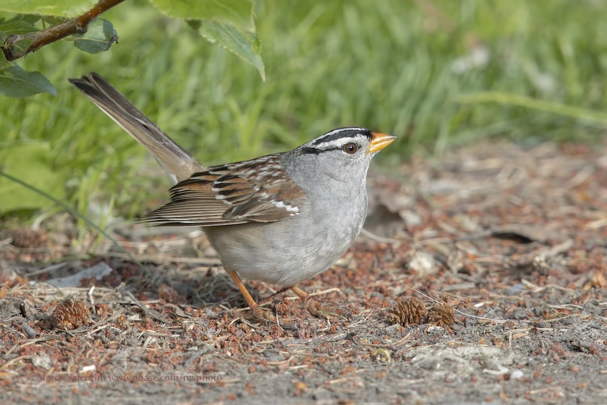 White-crowned Sparrow (Gambel's) - Marco Valentini
