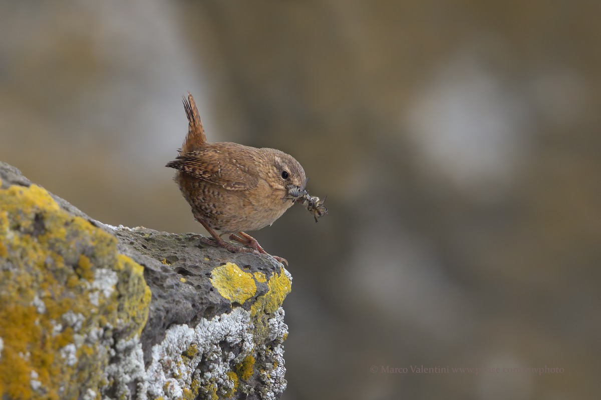 Pacific Wren (alascensis Group) - Marco Valentini