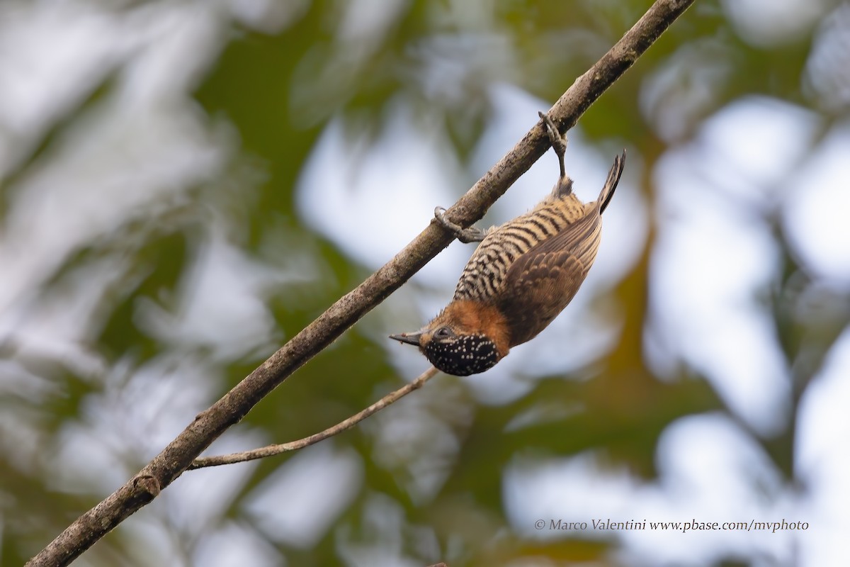 Ochre-collared Piculet - ML204520111