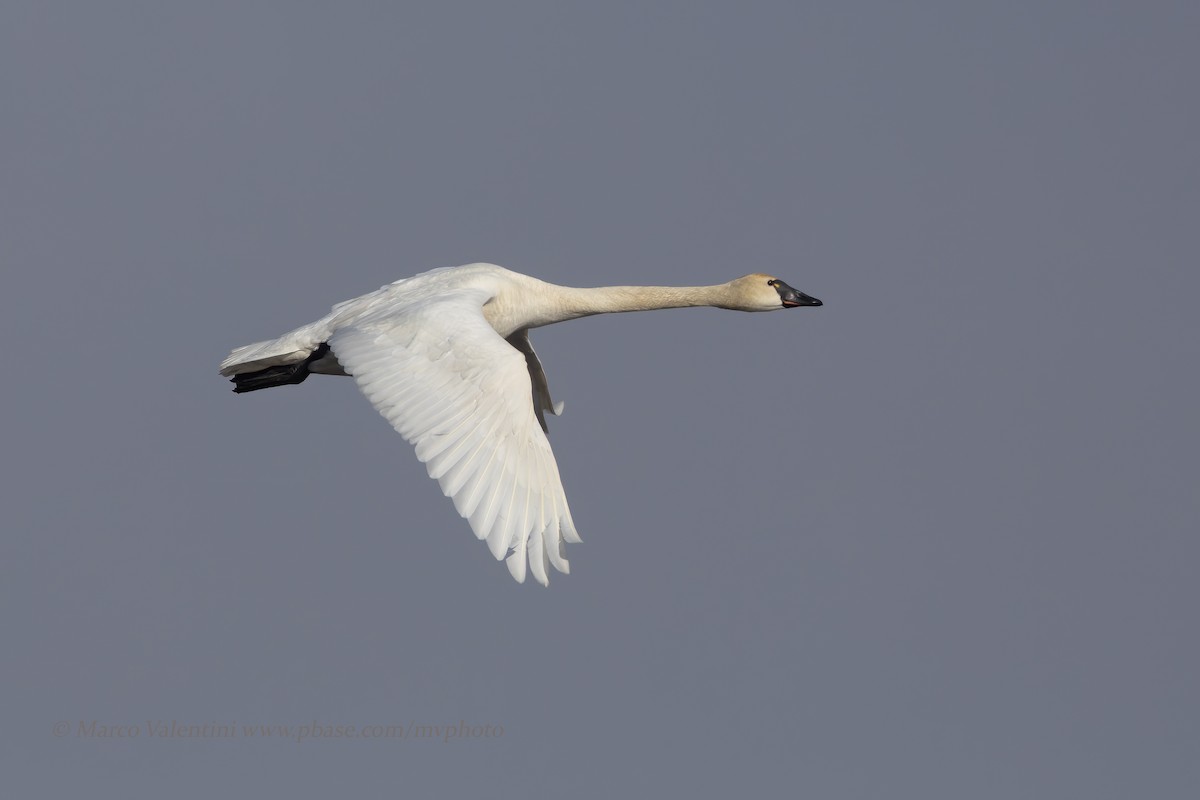 Tundra Swan (Whistling) - ML204520181
