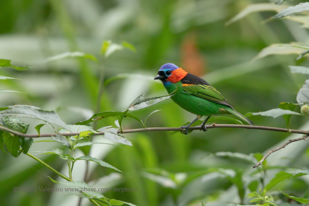 Red-necked Tanager - Marco Valentini