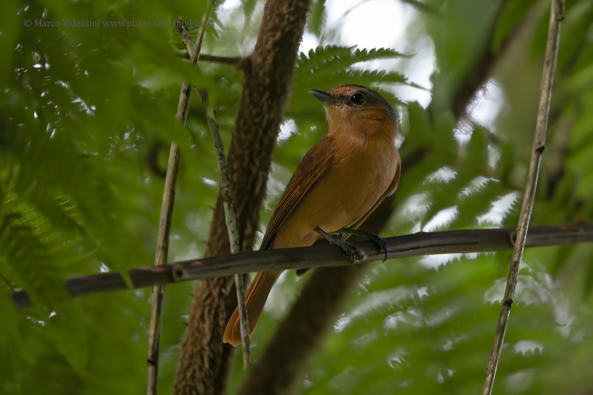 Chestnut-crowned Becard - Marco Valentini