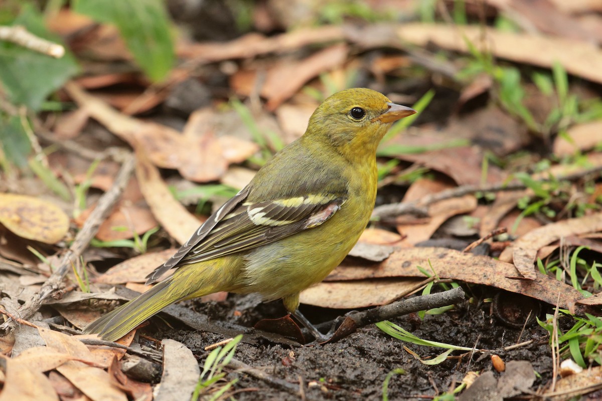 Western Tanager - ML20452061