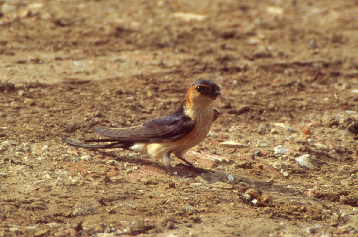 Red-rumped Swallow - Theodosis Mamais