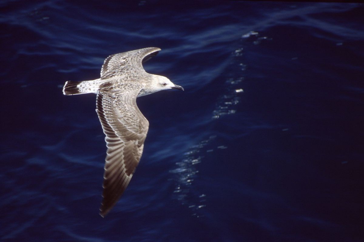 Yellow-legged Gull (michahellis) - Theodosis Mamais