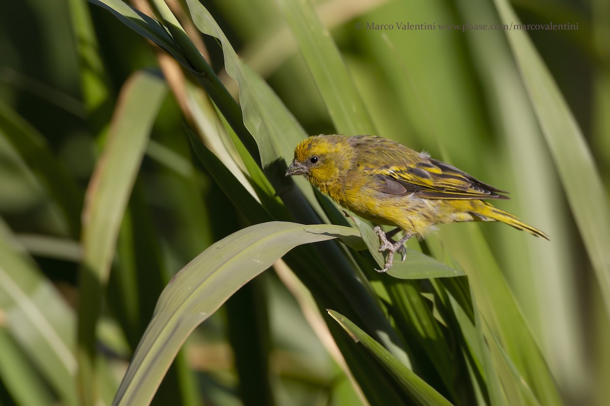 Yellow-crowned Canary - Marco Valentini