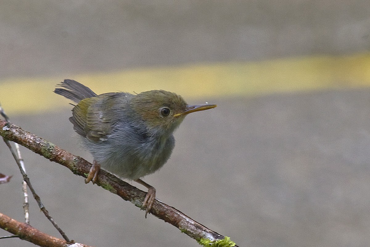 Rufous-tailed Tailorbird - Henrik Bringsøe