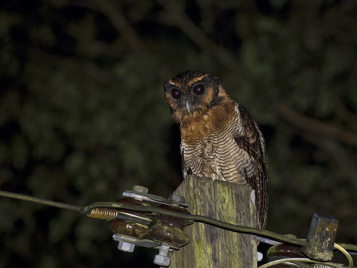 Brown Wood-Owl (Bornean) - Henrik Bringsøe