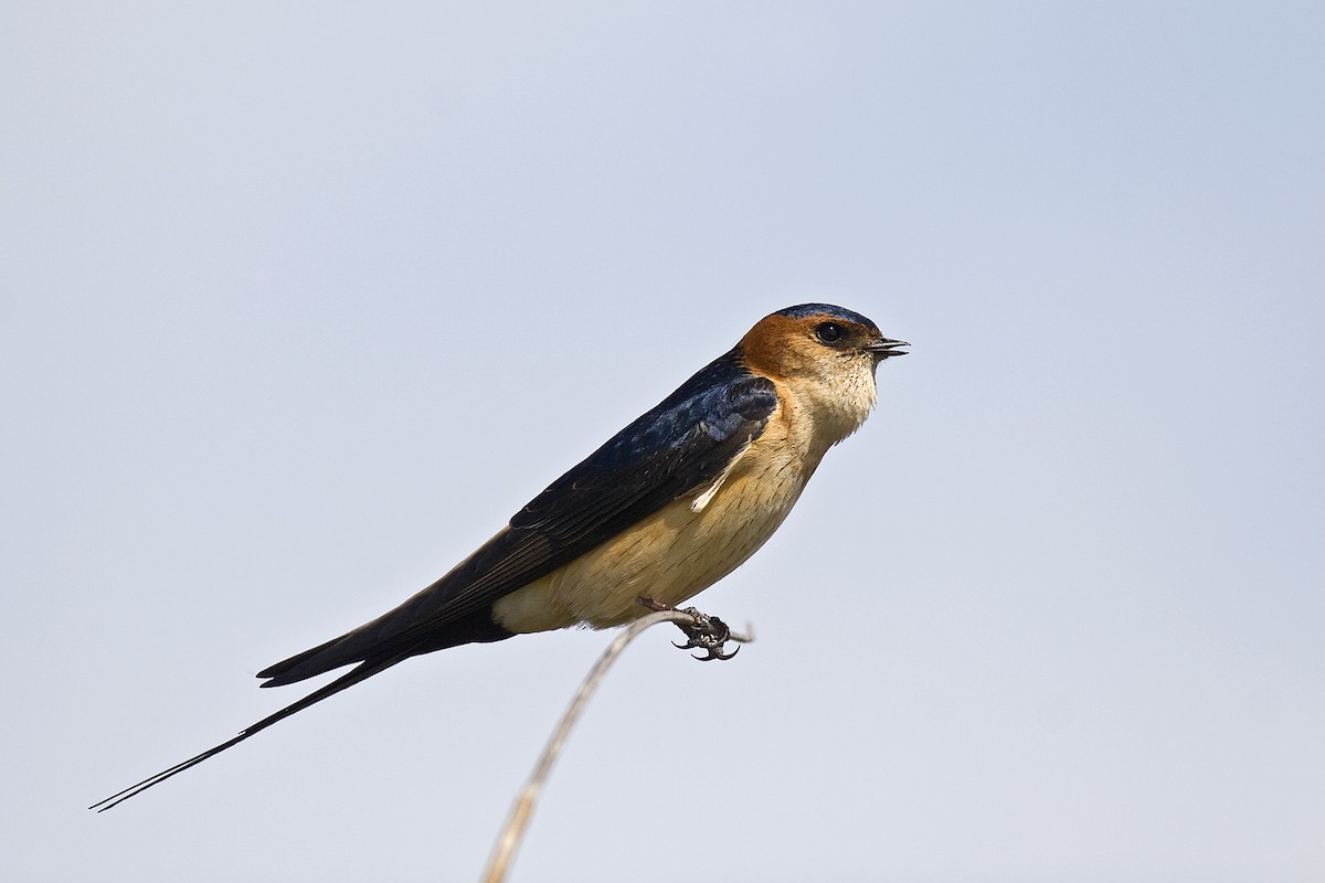 Red-rumped Swallow (Red-rumped) - ML204522561