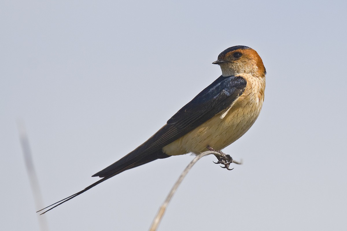 Red-rumped Swallow (Red-rumped) - Henrik Bringsøe