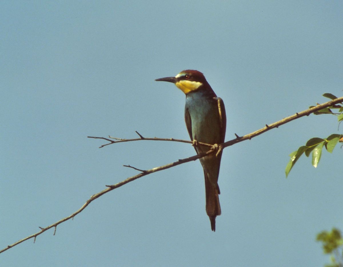 European Bee-eater - Theodosis Mamais