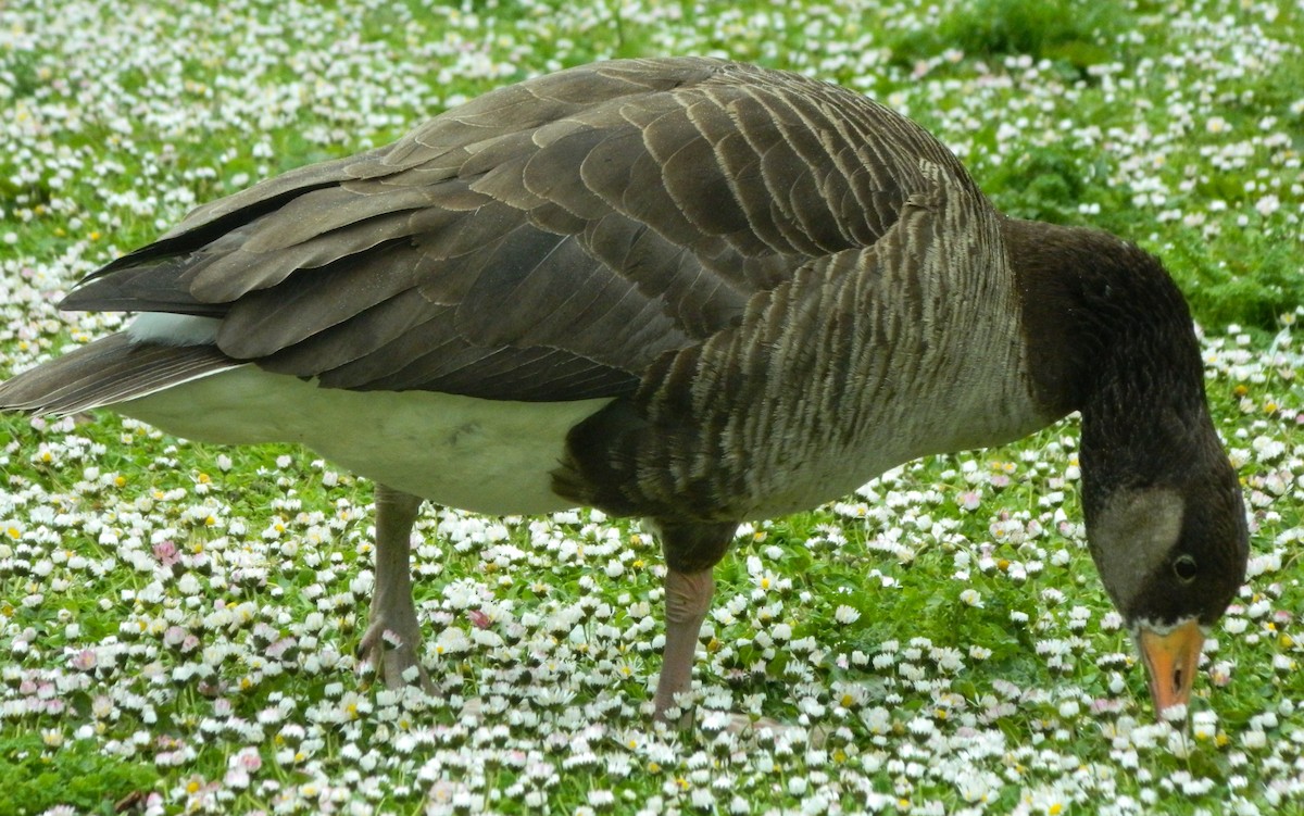 Graylag x Canada Goose (hybrid) - Lukasz Pulawski