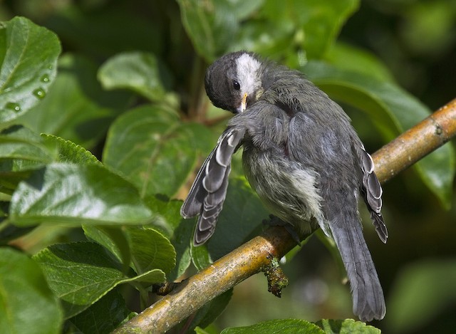 Preening. - Great Tit (Great) - 