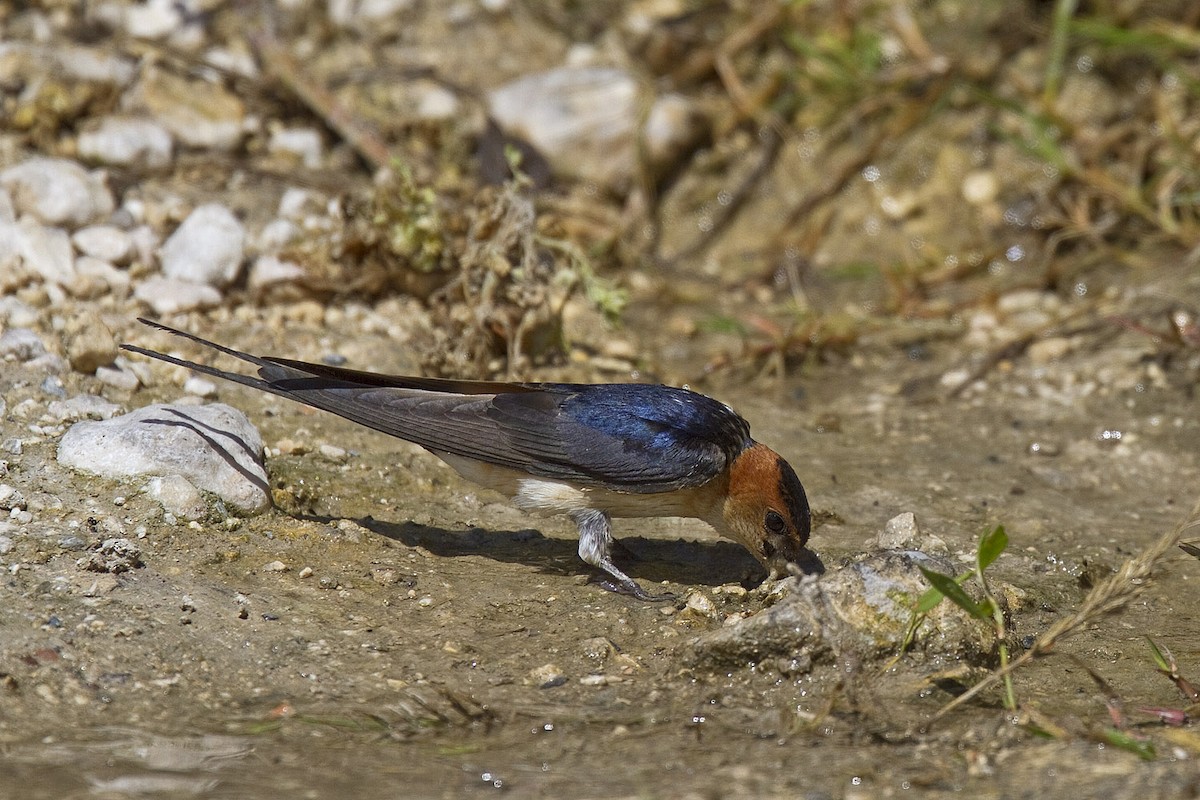 Red-rumped Swallow (Red-rumped) - ML204524531