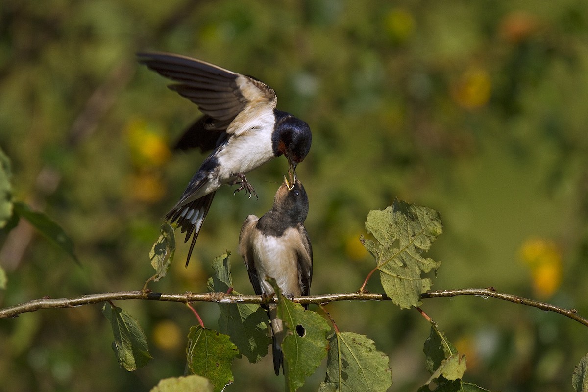 Barn Swallow (White-bellied) - Henrik Bringsøe
