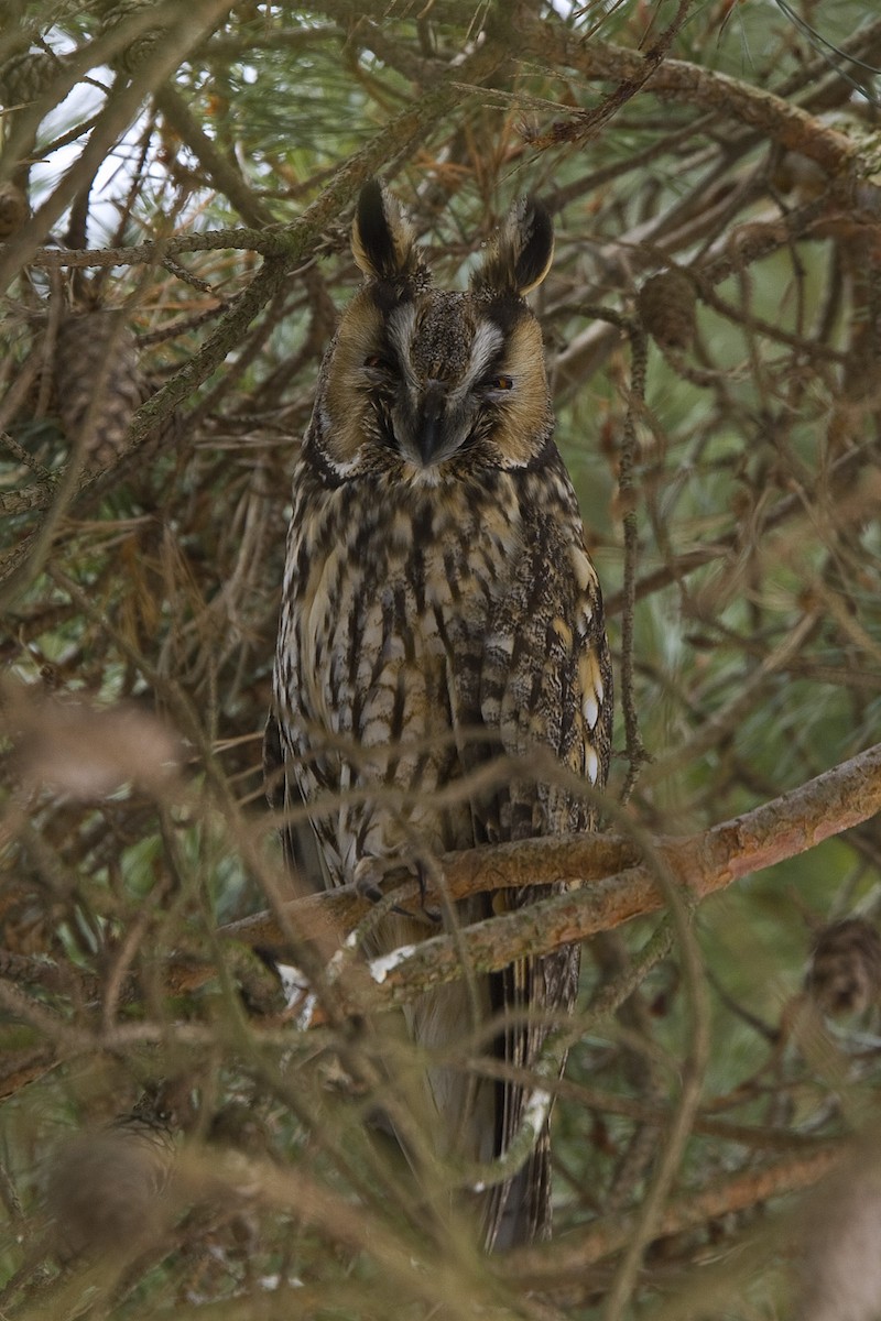 Long-eared Owl (Eurasian) - Henrik Bringsøe