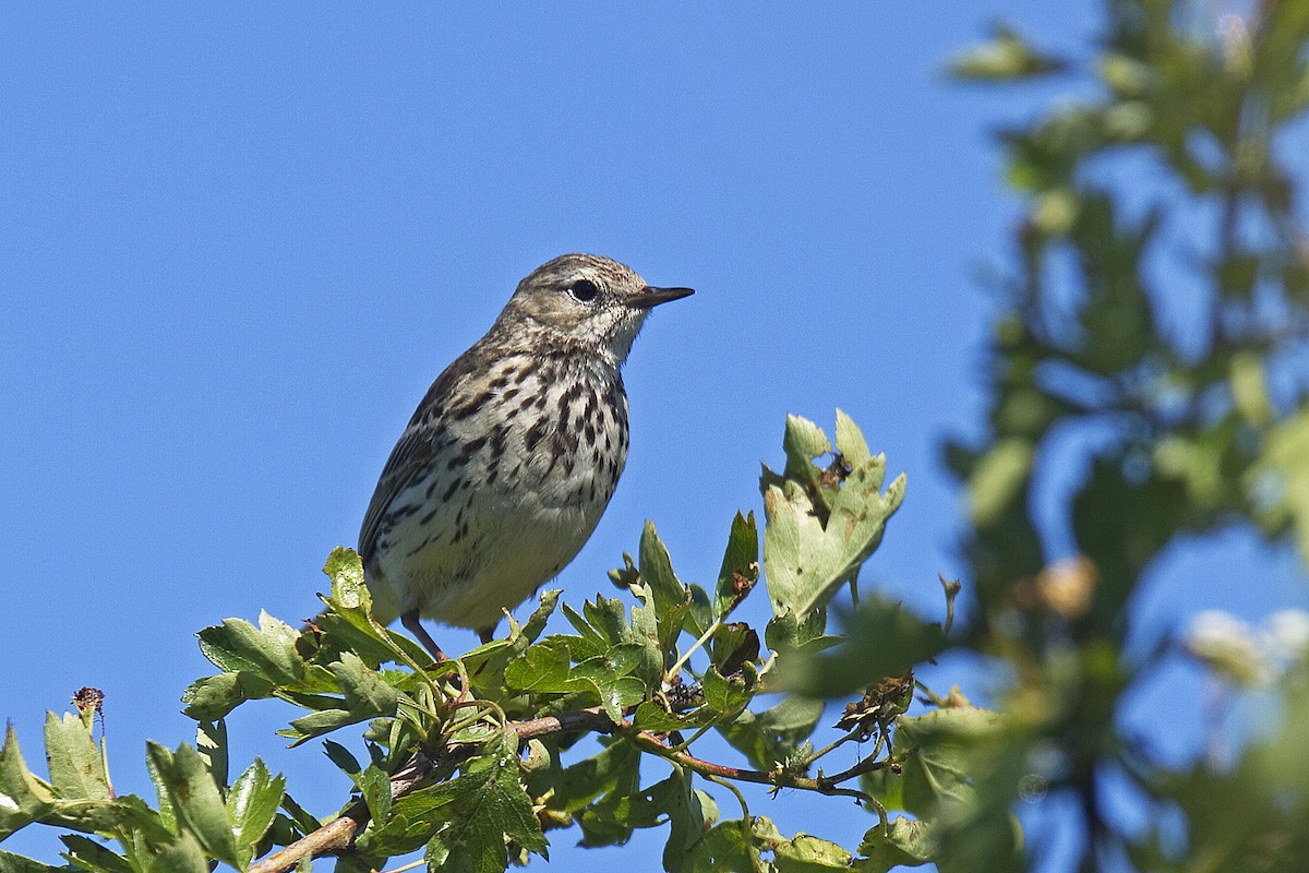 Meadow Pipit - ML204524931
